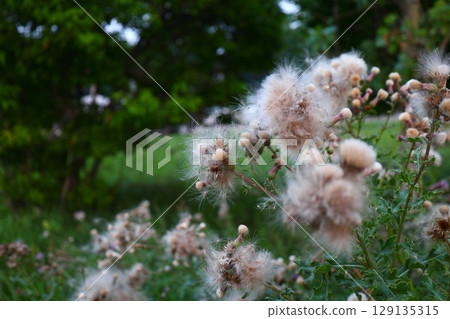 Fluffy thistle seed heads in summer meadow  129135315