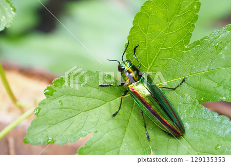 Buprestidae (Yamatotamamushi) Buprestidae (Yamatotamamushi) 129135353
