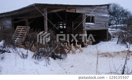 A serene snowy landscape showcases a rustic barn while a few ducks waddle happily outside in the snow A serene snowy landscape showcases a rustic barn while a few ducks waddle happily outside in the snow 129135507