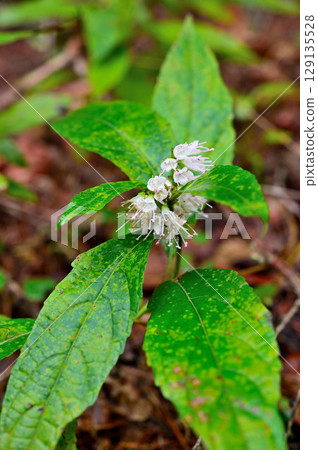 Shimobashira on Mount Yukizugatake in the Misaka Mountains 129135528