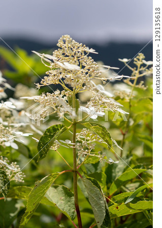 Deutzia paniculata blooming on the plateau in summer 129135618