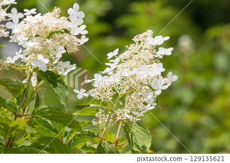 Deutzia paniculata blooming on the plateau in summer Deutzia paniculata blooming on the plateau in summer 129135621