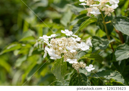 夏季高原上盛開的溲疏 129135623