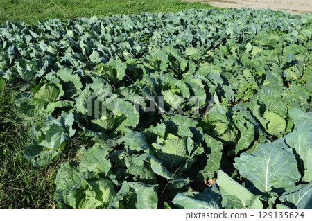 白菜田 山形縣莊內市 129135624
