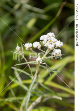 Usuyukisou blooming on the plateau in summer 129135667