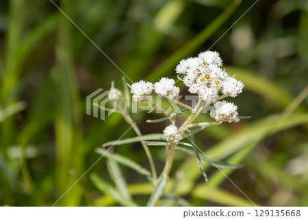 Usuyukisou blooming on the plateau in summer Usuyukisou blooming on the plateau in summer 129135668