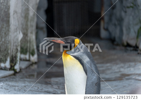 國王企鵝午睡 129135723