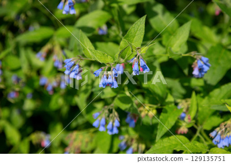 Blooming blue flowers in summer garden. Common comfrey or Symphytum officinale in bloom. Natural floral background. 129135751