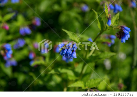Closeup of blooming blue flowers in summer garden. Common comfrey or Symphytum officinale in bloom. Natural floral background. Closeup of blooming blue flowers in summer garden. Common comfrey or Symphytum officinale in bloom. Natural floral background. 129135752