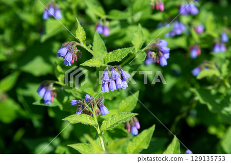 Blooming blue flowers in summer garden. Common comfrey or Symphytum officinale in bloom. Natural floral background. 129135753