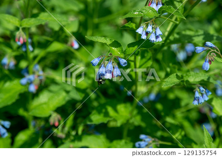 Blooming blue flowers in summer garden. Common comfrey or Symphytum officinale in bloom. Natural floral background. Blooming blue flowers in summer garden. Common comfrey or Symphytum officinale in bloom. Natural floral background. 129135754
