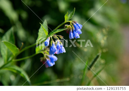 Closeup of blooming blue flowers in summer garden. Common comfrey or Symphytum officinale in bloom. Natural floral background. Selective focus photography. Shallow depth of field. Closeup of blooming blue flowers in summer garden. Common comfrey or Symphytum officinale in bloom. Natural floral background. Selective focus photography. Shallow depth of field. 129135755