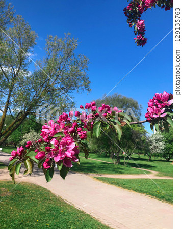 Branch with pink apple flowers. Garden of fruit trees in full bloom. Blooming apple orchard. Vertical nature photography. 129135763