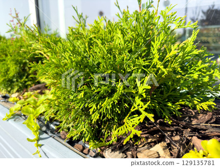 Closeup of Eastern Thuja. Selective focus photo of decorative plant in flowerpot. Natural background. 129135781