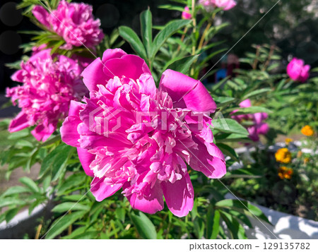 Pink peony flower in bloom. Closeup of beautiful blossom. 129135782