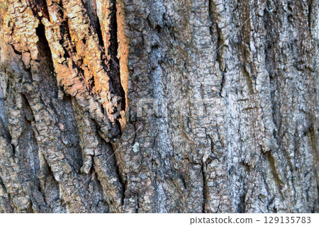 Tree bark texture. Rough grainy surface. Natural wooden background. Closeup of a tree trunk. 129135783
