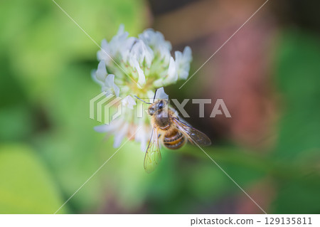 White clover and bees White clover and bees 129135811