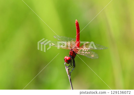 Male of Hachyutombo Male of Hachyutombo 129136072