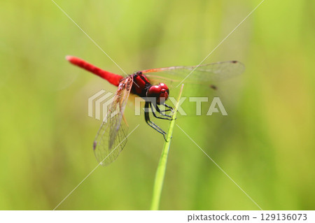 Male of Hachyutombo Male of Hachyutombo 129136073