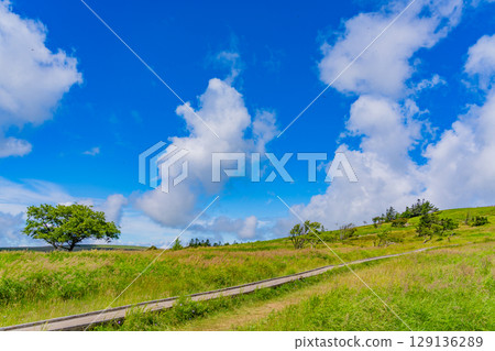 [Nagano Prefecture] People walking along the Ushibuseyama Promenade in the Utsukushigahara Plateau 129136289