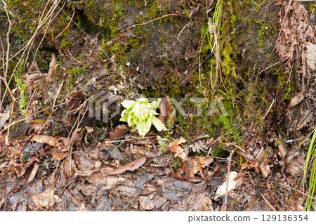 25330 秋山鄉前倉 129136354