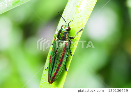 Buprestidae（Yamatotamamushi） 129136459