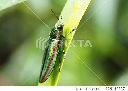 Buprestidae (Yamatotamamushi) 129136537