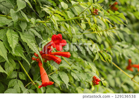 Campsis rooting, Campsis creeping - deciduous woody vine of the Bignoniaceae family 129136538