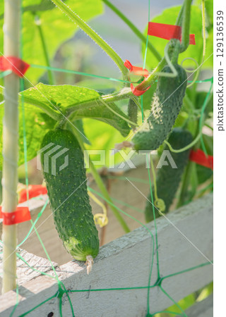 Ripe cucumbers are growing on a green trellis in the garden. 129136539