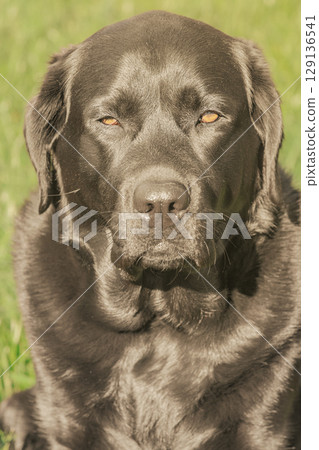 Portrait of a Labrador Retriever dog on a natural blurred background. Portrait of a pet. 129136541