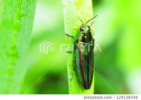 Buprestidae (Yamatotamamushi) Buprestidae (Yamatotamamushi) 129136548