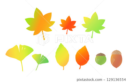 Cute autumn plant illustration material: Autumn leaves, maple, ginkgo, acorns 129136554
