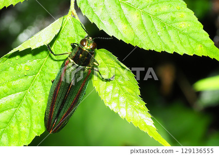 Buprestidae (Yamatotamamushi) 129136555