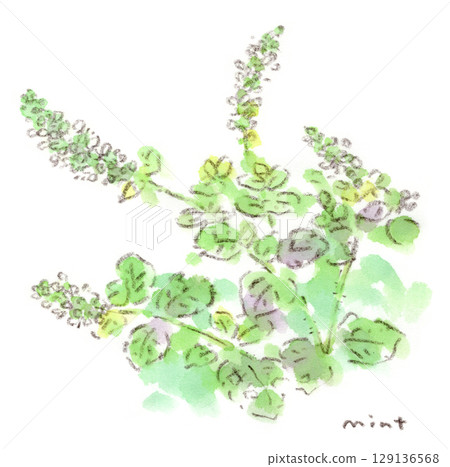 夏季植物，白色小尾狀薄荷花的水彩插圖 129136568