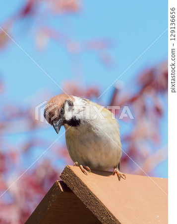 A sparrow looking down from the roof of a birdhouse A sparrow looking down from the roof of a birdhouse 129136656
