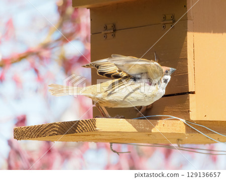 Sparrows flying out of the nest box Sparrows flying out of the nest box 129136657