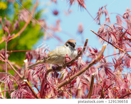 Japanese maple and sparrows Japanese maple and sparrows 129136658