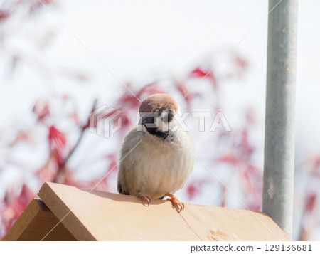 sparrow gesture sparrow gesture 129136681