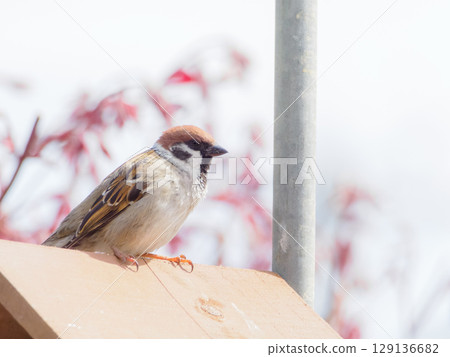Sparrow facing right Sparrow facing right 129136682