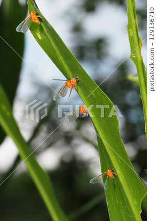 Red-winged long-leaved planthopper (5 individuals) 129136710