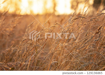 Agricultural field with fescue grass in golden light in sunset. Agricultural field with fescue grass in golden light in sunset. 129136865