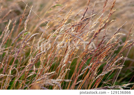 Agricultural field with fescue grass in golden light in sunset. 129136866