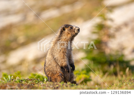 Furry Hoary marmot is watching around in the mountain meadow. 129136894