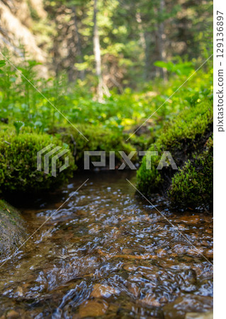 Mountain water stream and green mosses and plants in the woodland. 129136897