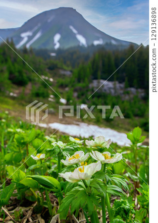 American globeflowers blooming in the alpine meadow in the mountains. 129136898