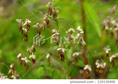 Early Meadow-Rue (Thalictrum dioicum) in Bloom 129136906