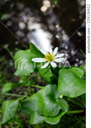 White marsh marigold flower grows in the wetland in summer. 129136912