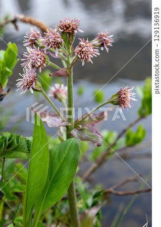 Pink flowers of Petasites Blooming in Alpine Wet Bog 129136919