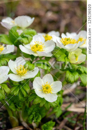 White flowers of American globeflower grow on the forest floor in summer. White flowers of American globeflower grow on the forest floor in summer. 129136920