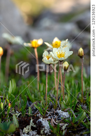 Smoothleaf mountain avens are blooming in the mountains in summer. 129136923